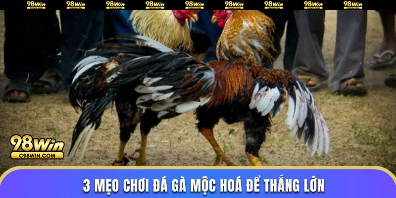 3 mẹo chơi đá gà mộc hoá để thắng lớn